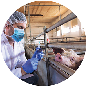 A veterinarian administers antibiotics to livestock pigs