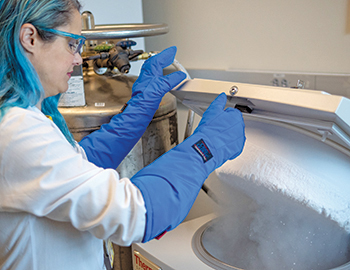 Rachel Truscon, senior research lab specialist, managing virus samples in cold storage in the Michigan Influenza Center laboratory