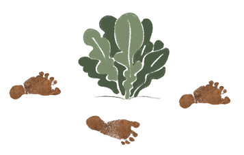 Footprints in a lettuce garden