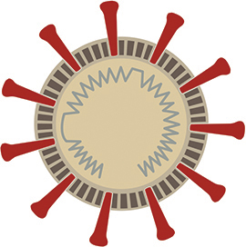 An illustration of a coronavirus