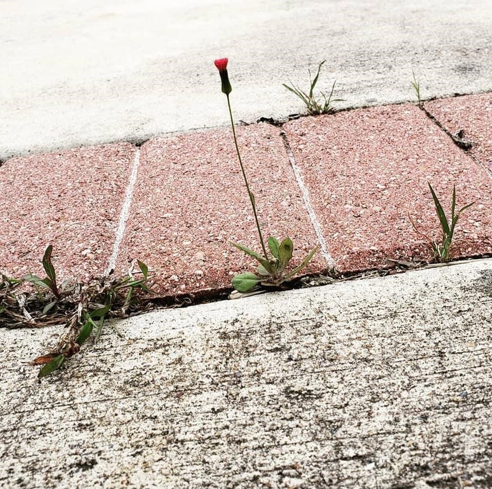 Flower growing out of a concrete sidewalk 