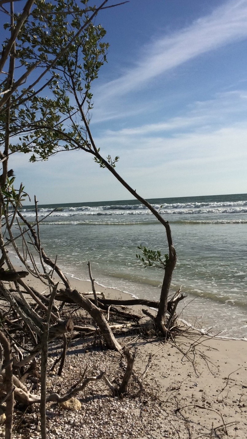 broken trees along beach