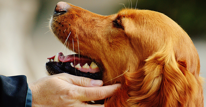 what can help dogs with pain