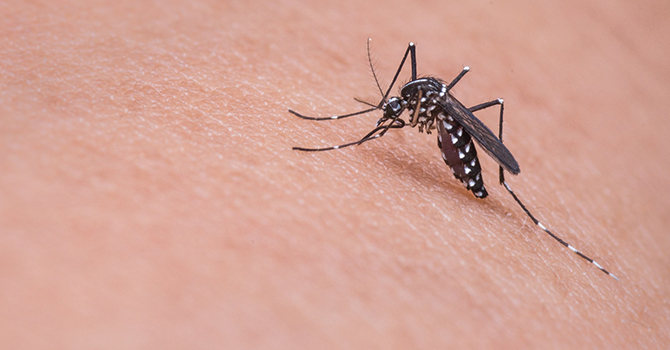 IN THE NEWS: Does Prior Dengue Exposure Help or Hurt a Zika Infection?