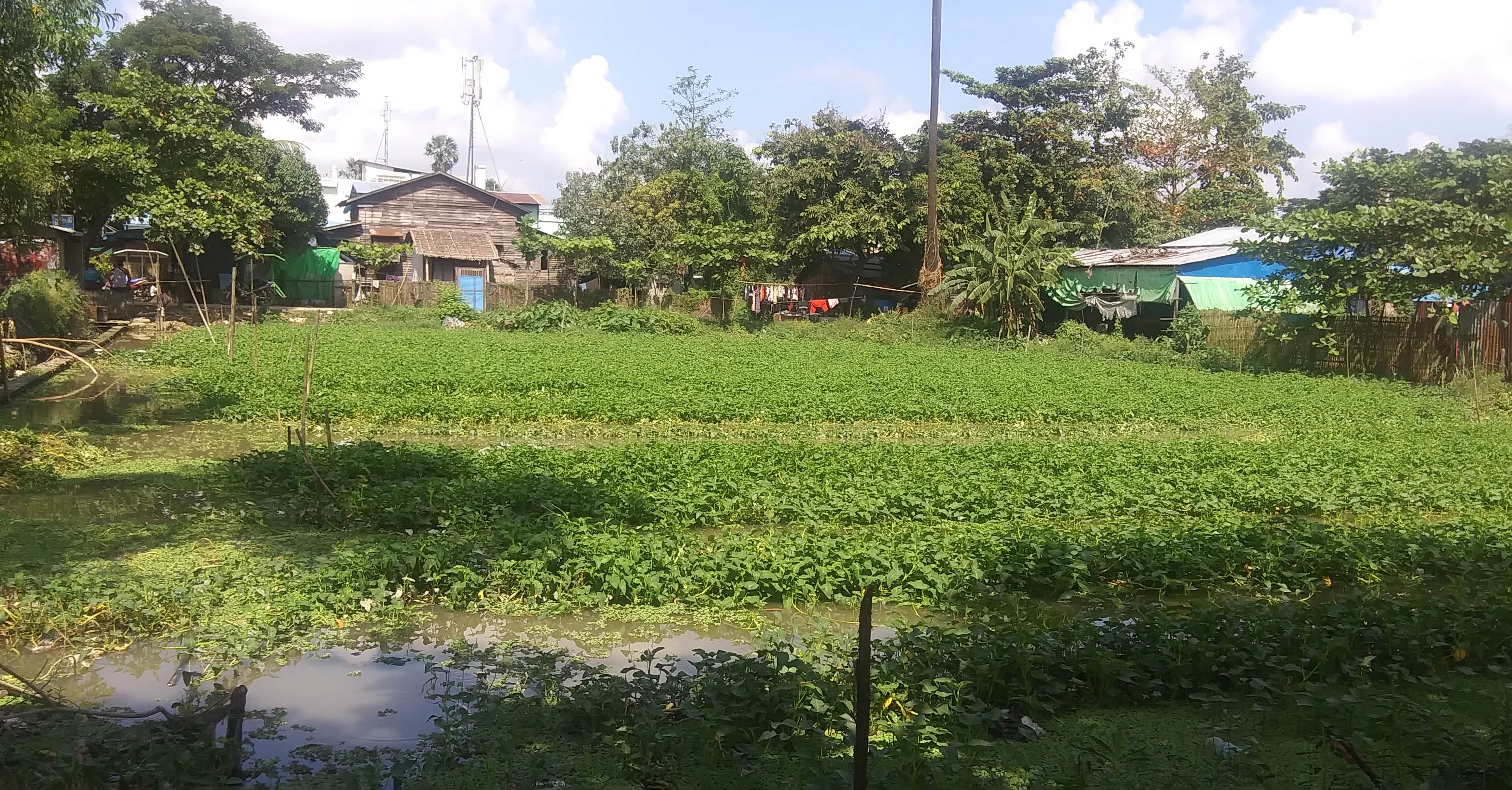 Urban farming field in Yangon.
