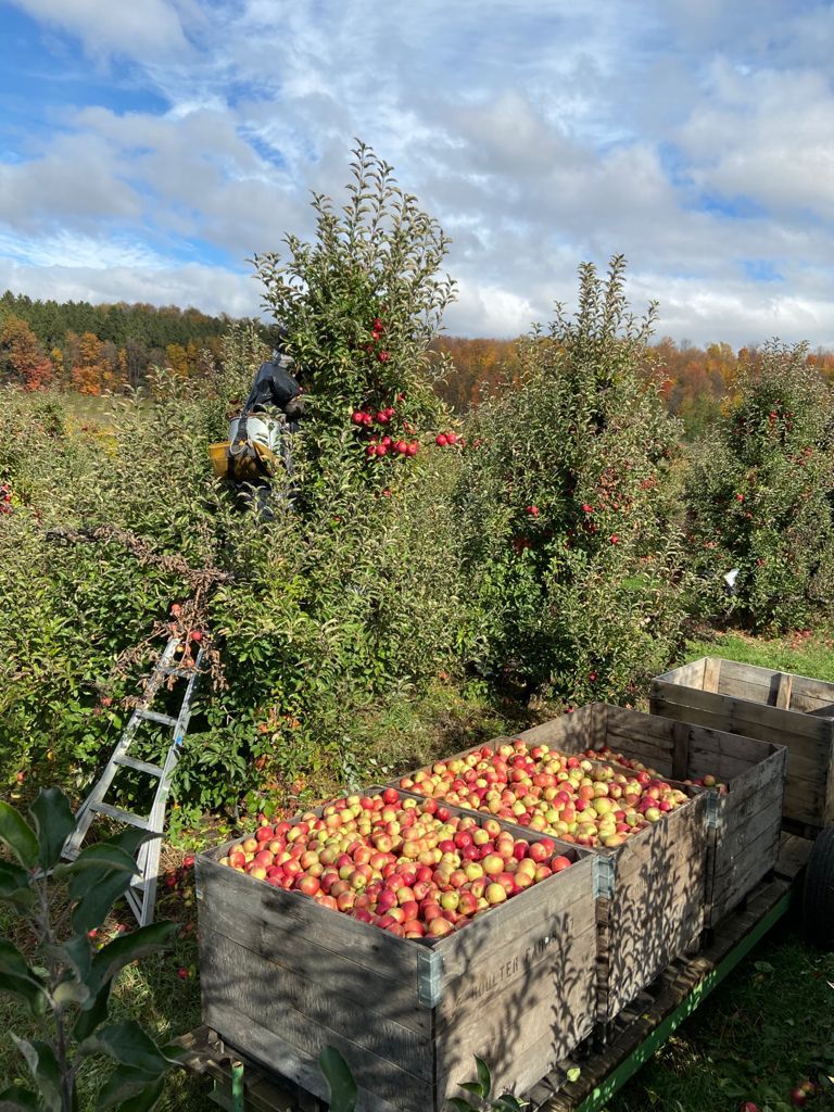 A farmworker harvests apples during the 2021 season. Photo taken by a MFP farmworker participant. 