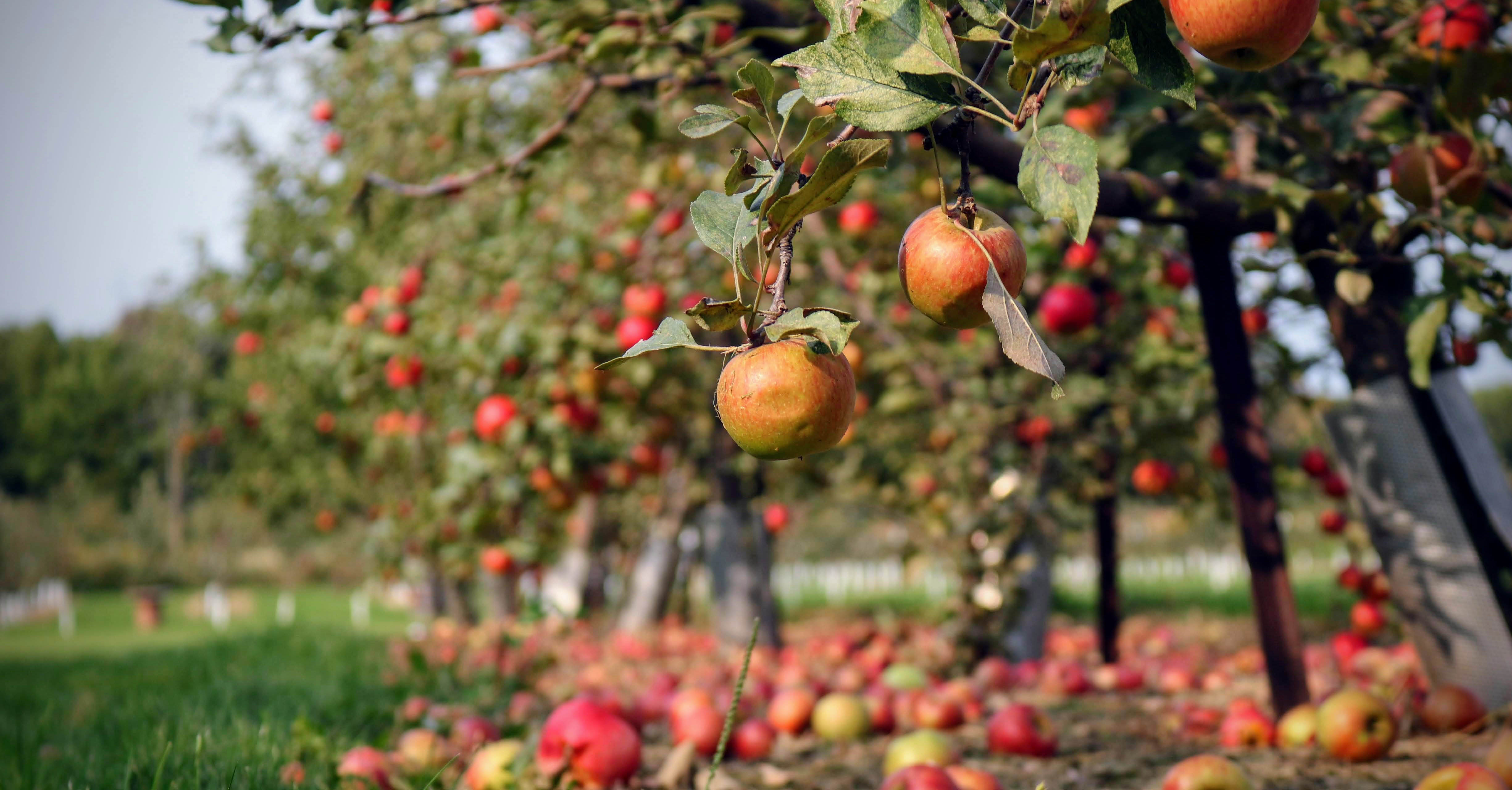 An image of an apple orchard.