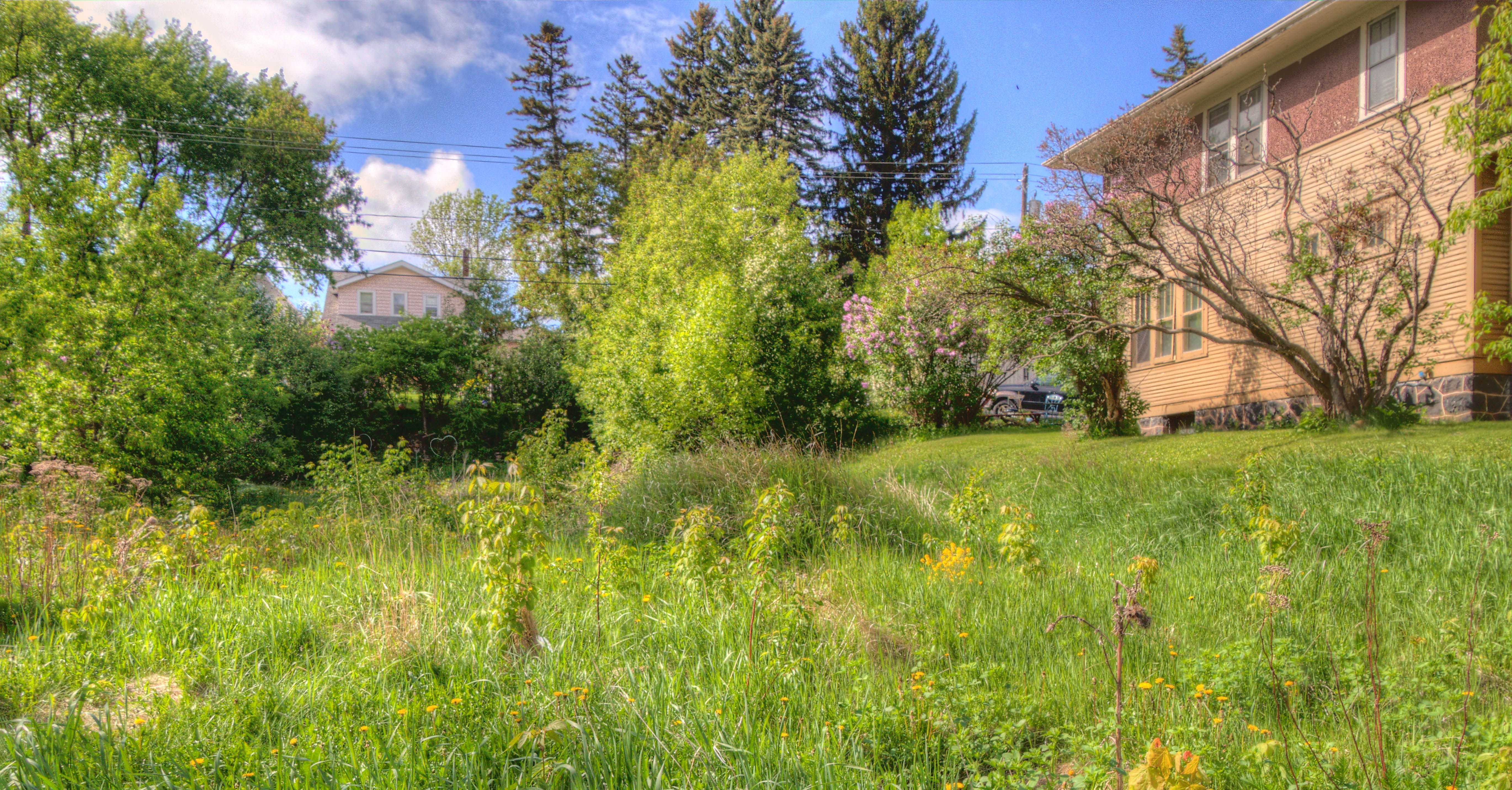 An overgrown vacant lot