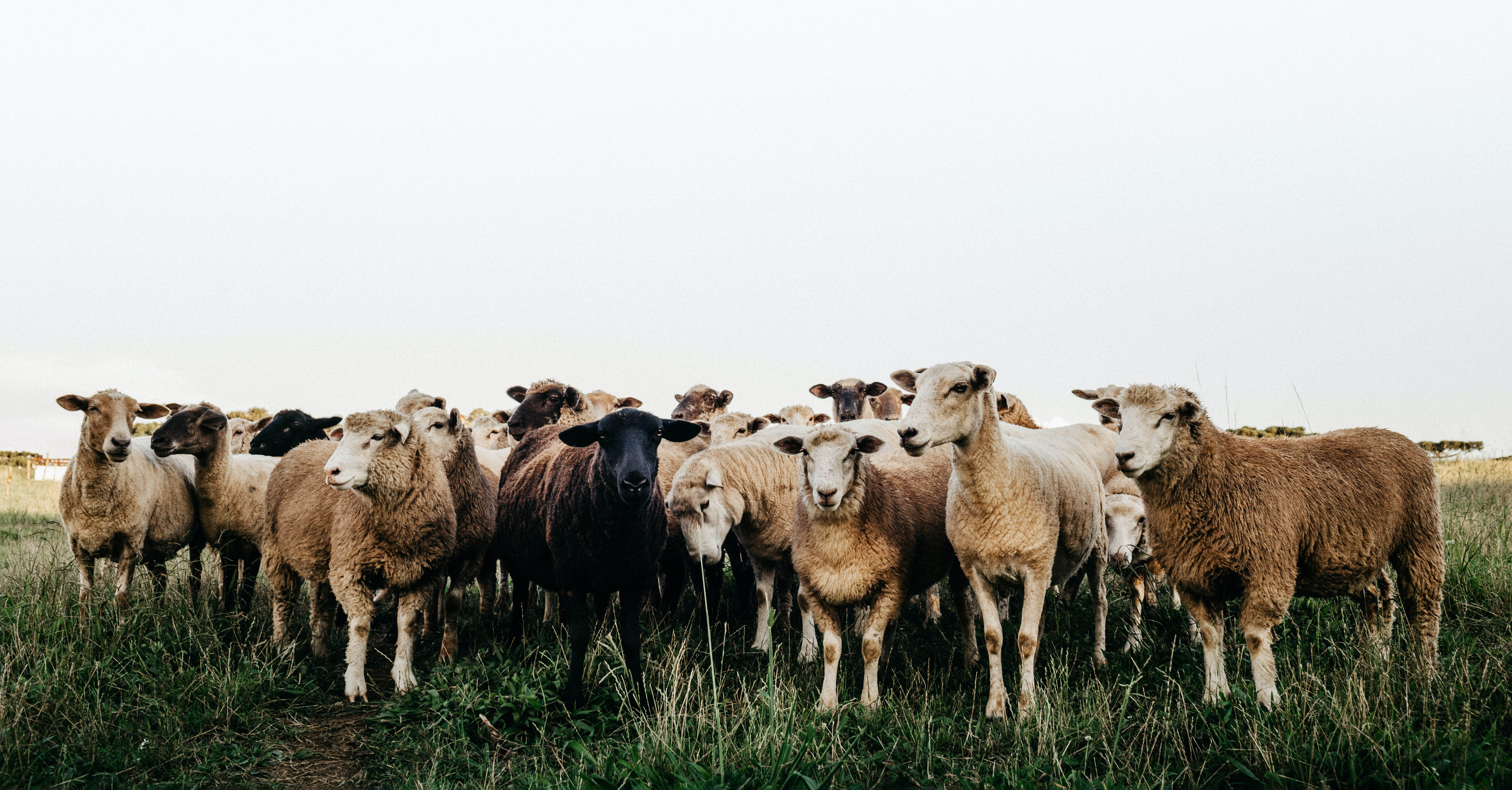 Sheep stand in a field