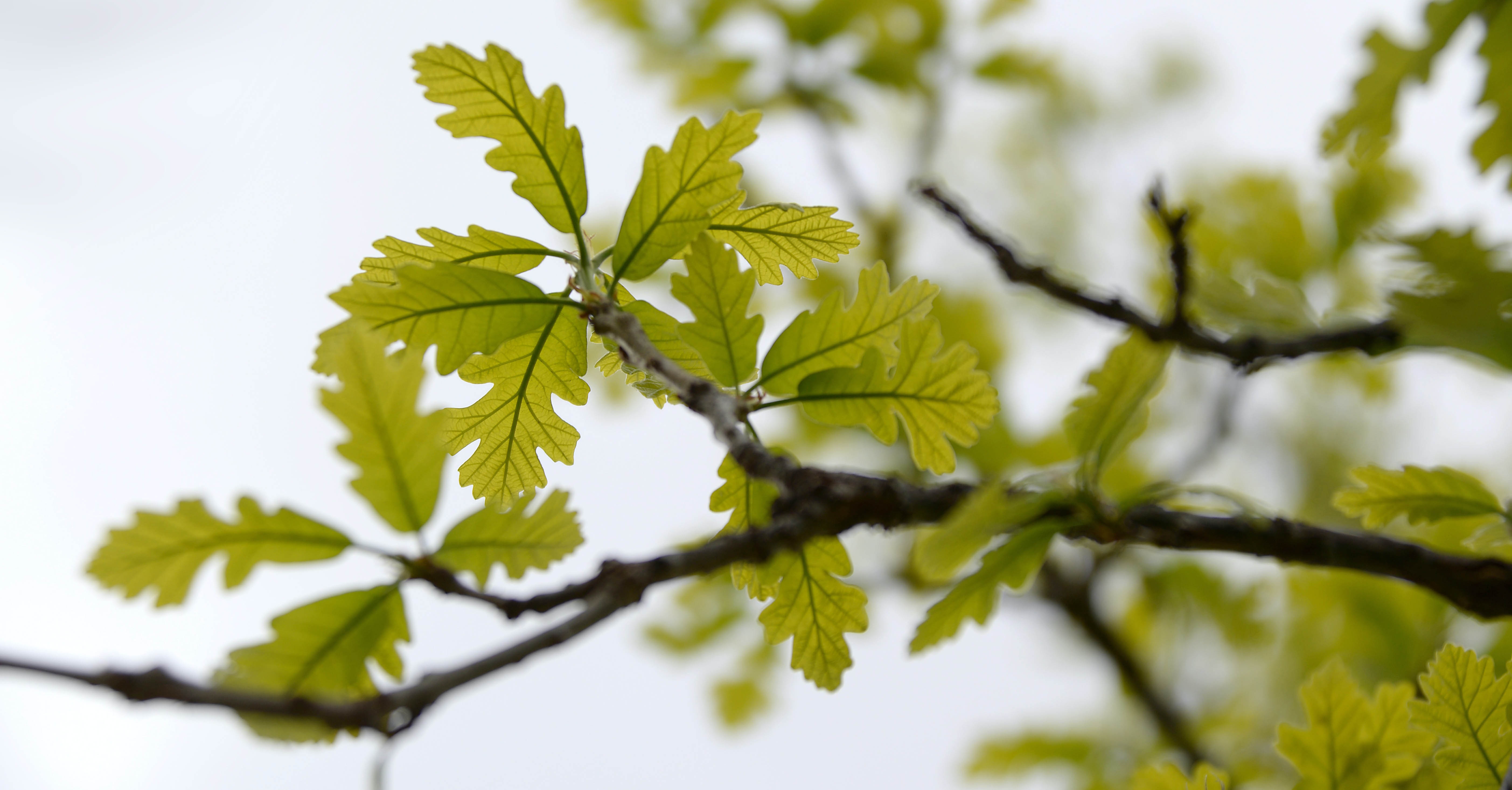 How 30,000 Detroit trees bloomed into a better way for researchers to predict airborne pollen