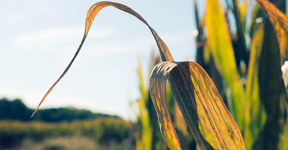 Mistreatment of Michigan farmworkers: Researchers document abuses, push for change