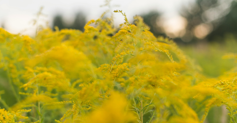 Field of ragweed plants.