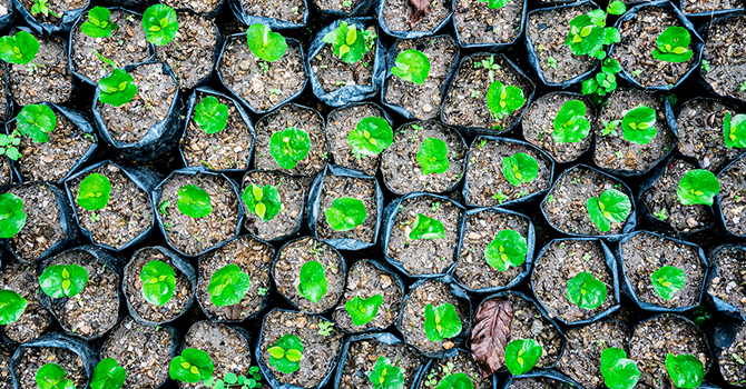 Seedlings in small pots ready for planting