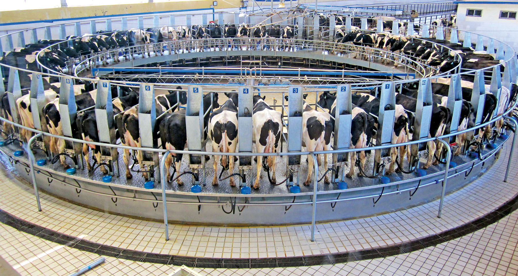 Cows in dairy production