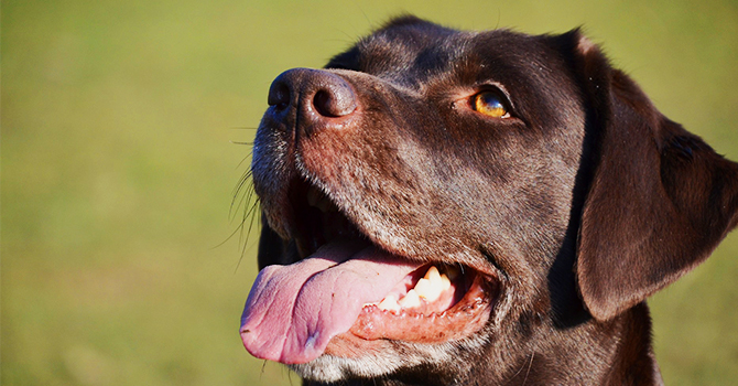 Dog looking up