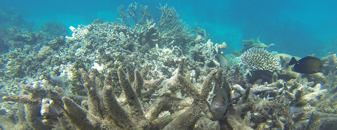 fish underwater