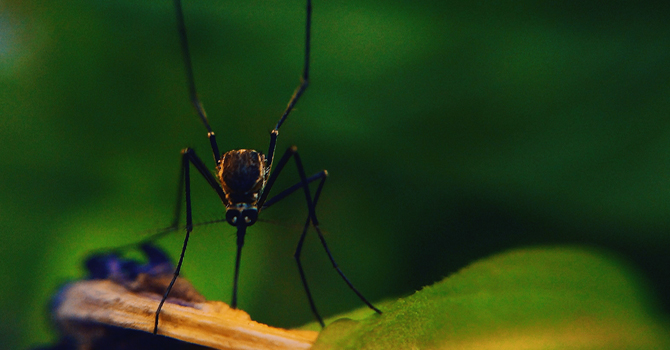 Mosquito sitting on a leaf