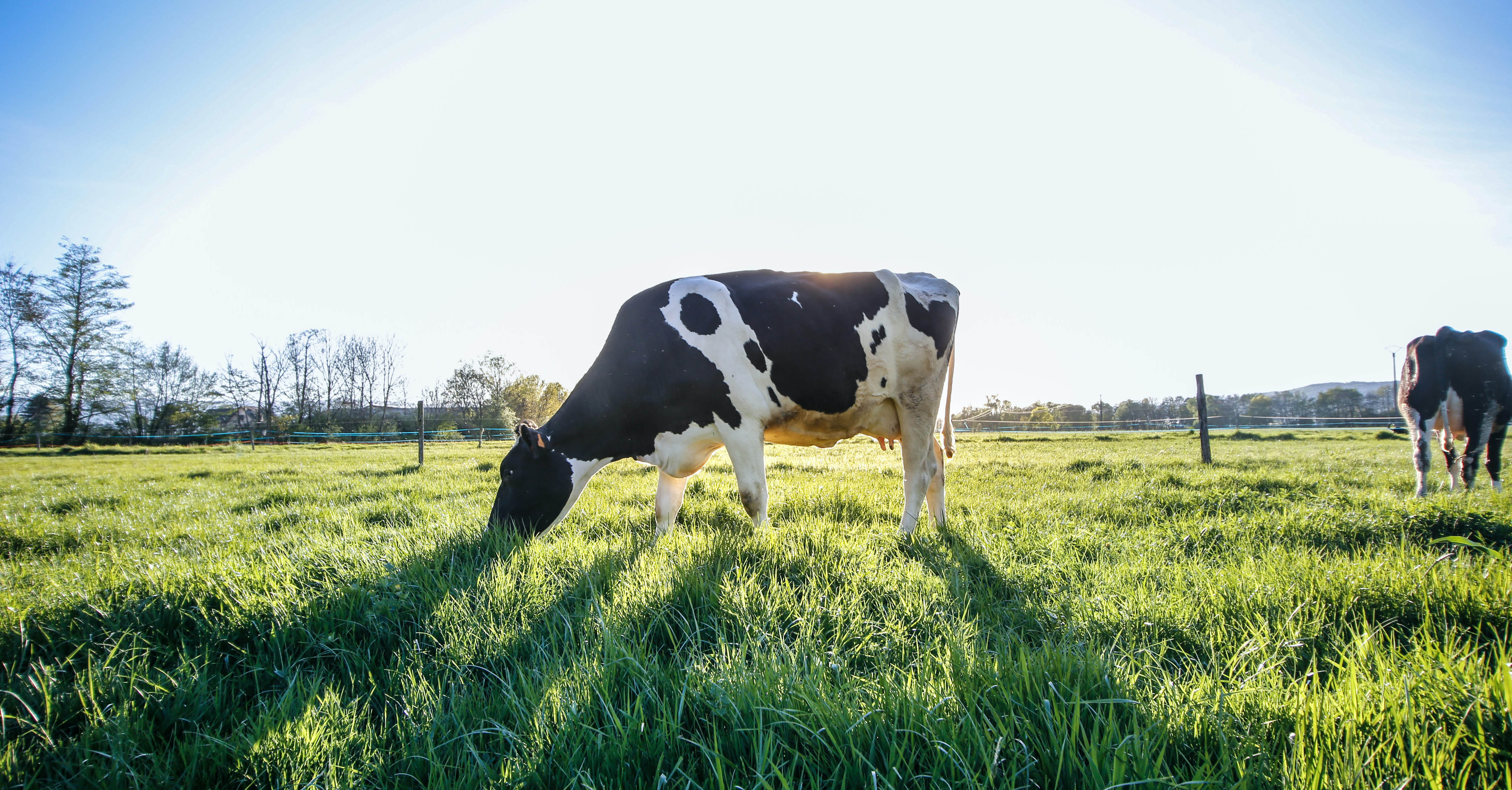 Two cows graze in a pasture on a sunny day with no clouds.